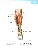 Sobotta  Atlas of Human Anatomy  Trunk, Viscera,Lower Limb Volume2 2006, page 374